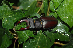 Lucanus cervus