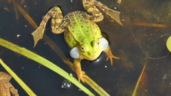 Pelophylax lessonae