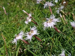 Dianthus sternbergii