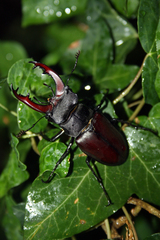 Lucanus cervus