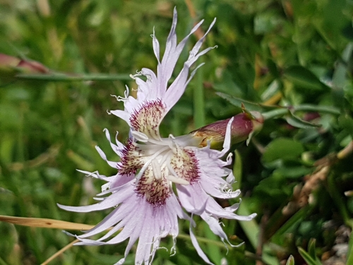 Image of Dianthus sternbergii by (c) ahabo, some rights reserved (CC BY)
