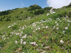 Dianthus sternbergii