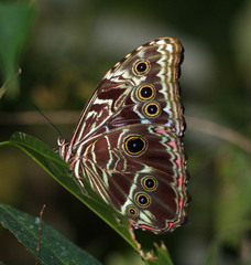 Morpho deidamia