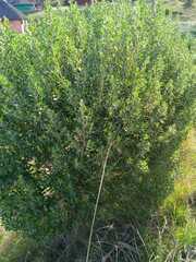 Baccharis dracunculifolia