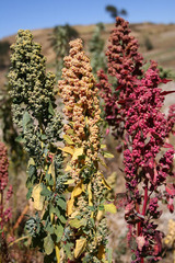 Chenopodium quinoa