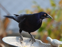 Giant Cowbird photo 3