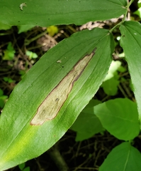Synchysa tricincta