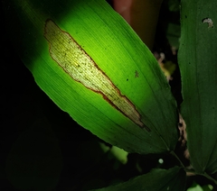 Synchysa tricincta