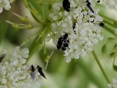 Anthrenus scrophulariae