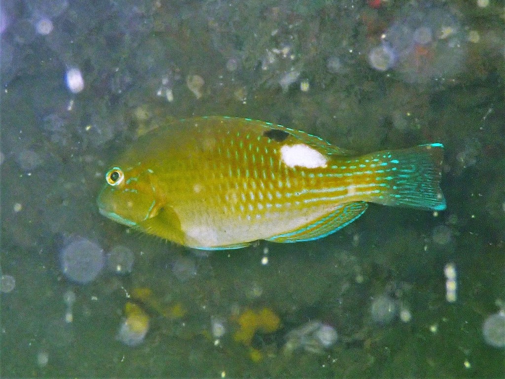 Darkspot tuskfish (Choerodon monostigma) — Labridae