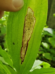 Synchysa tricincta