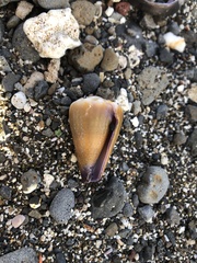 Conus sanguinolentus