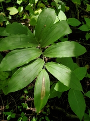 Synchysa tricincta