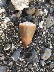Conus sanguinolentus