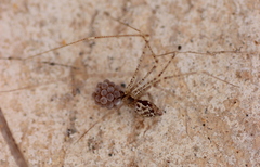 Crossopriza