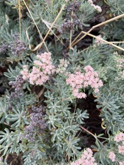 Eriogonum arborescens