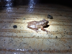 Pseudophilautus amboli