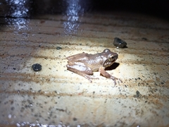 Pseudophilautus amboli