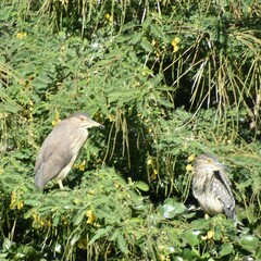 Nycticorax nycticorax