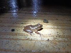 Pseudophilautus amboli