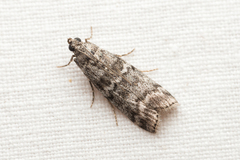 Dioryctria simplicella