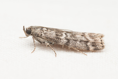 Dioryctria simplicella