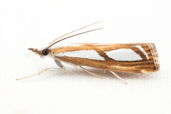 Catoptria permutatellus