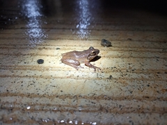 Pseudophilautus amboli