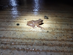 Pseudophilautus amboli