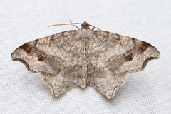 Macaria alternata