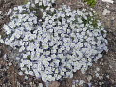 Veronica telephiifolia