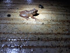 Pseudophilautus amboli