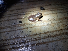 Pseudophilautus amboli