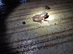 Pseudophilautus amboli