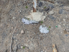 Veronica telephiifolia