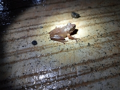 Pseudophilautus amboli