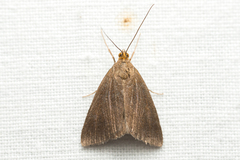 Evergestis aenealis