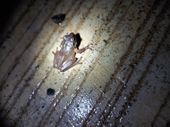 Pseudophilautus amboli