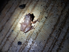 Pseudophilautus amboli