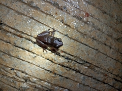 Pseudophilautus amboli