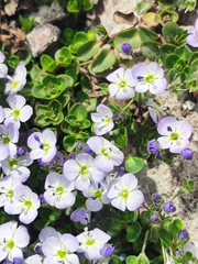 Veronica telephiifolia