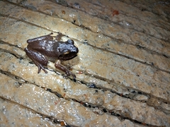 Pseudophilautus amboli