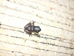 Pseudophilautus amboli