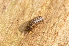Armadillidium pictum