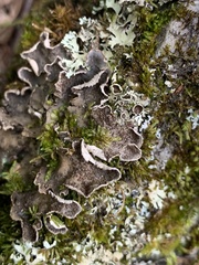 Peltigera lepidophora