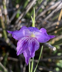 Gladiolus inflexus
