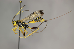 Spilopteron formosum