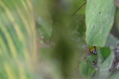 Coccinellidae