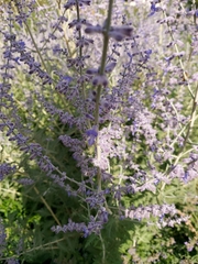 Salvia yangii