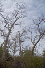 Gyrocarpus americanus sphenopterus